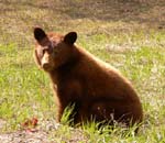 Black_Bear_Cup
